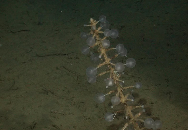 38 Bizarre Deep-Sea Creatures Scientists Discovered in the Last Decade