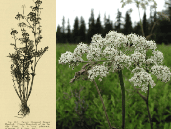 North America&#8217;s Most Lethal Plant: How This Ordinary-Looking Species Can Kill — And 10 More Dangerous Plants to Avoid