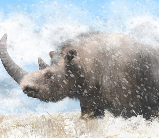 Woolly Rhino Remains Discovered in Alaska