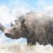 Woolly Rhino Remains Discovered in Alaska
