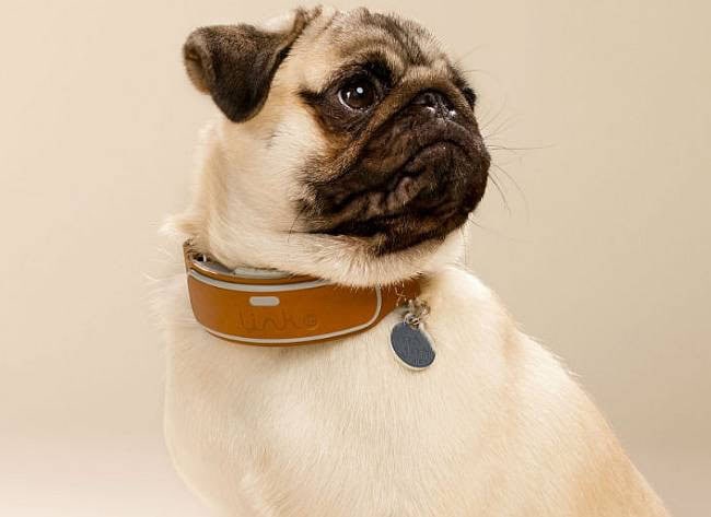 The Ultimate Guide to Pet Safety: Must-Have Gadgets for Modern Dog Owners