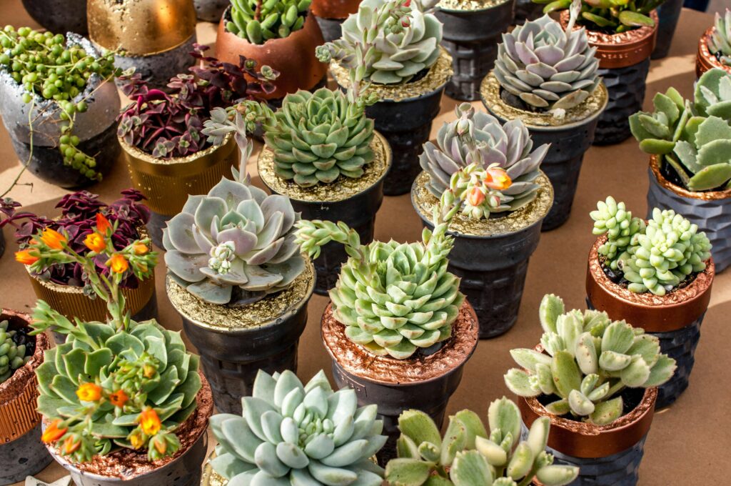 28 Houseplants You Can Grow from Cuttings