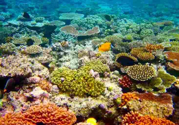 The Great Barrier Reef’s Chemical Conversations: How Coral, Fish, and Algae Talk Underwater