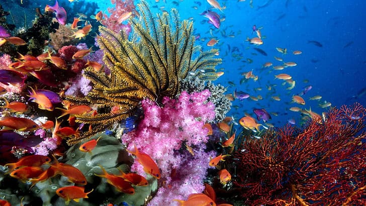 The Great Barrier Reef’s Chemical Conversations: How Coral, Fish, and Algae Talk Underwater