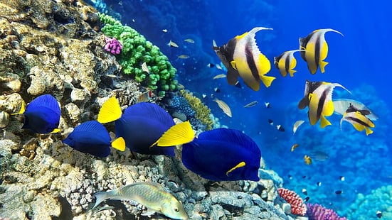 The Great Barrier Reef’s Chemical Conversations: How Coral, Fish, and Algae Talk Underwater