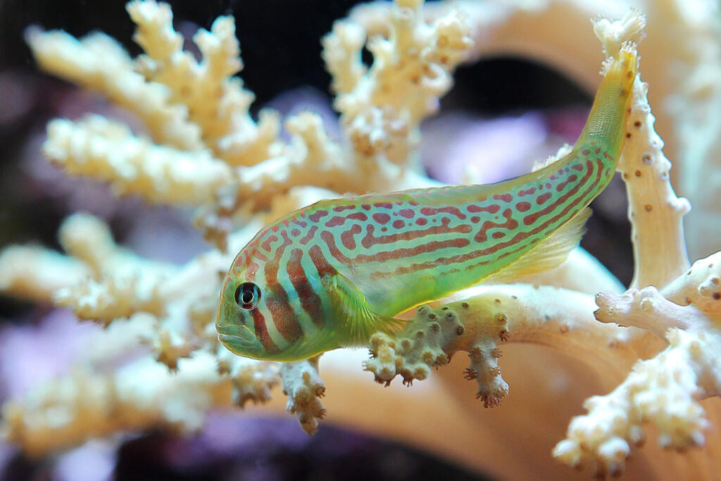 28 Animals That Switch Genders When Life Demands It