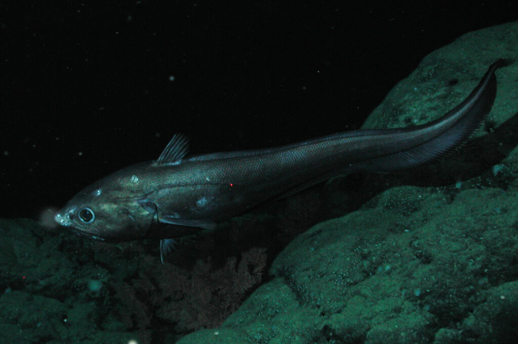 Only 0.001% of deep ocean has ever been explored by humans — an area equal to the size of Rhode Island