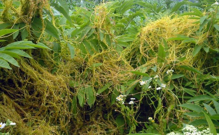 24 Secret Underground Networks Where Plants and Fungi Make Deals