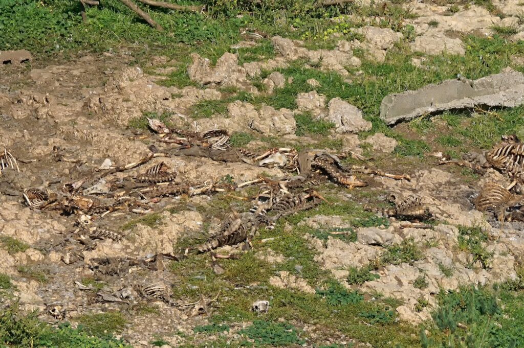 The Elephant Graveyards Are Real—And Scientists Finally Know Why They Exist