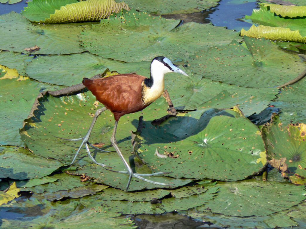 32 Animals That Are Surprisingly Good Parents