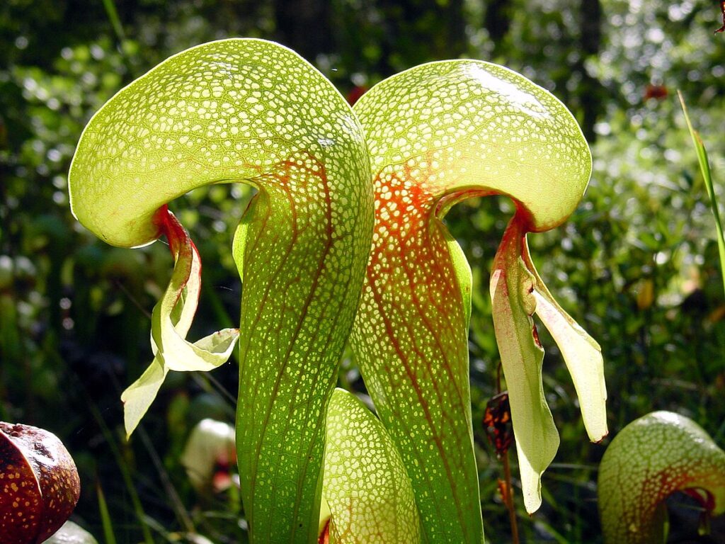25 of The Rarest Flowers That Only Bloom Once Every Few Years
