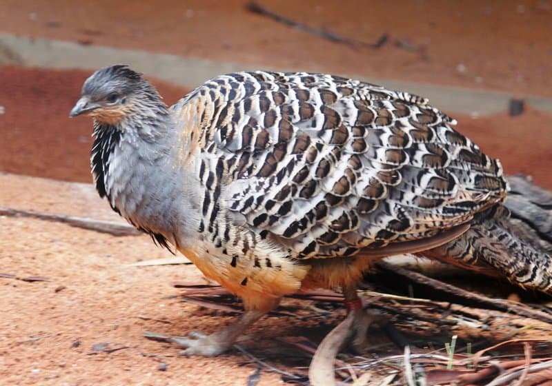 30 Animals That Create Art for Pure Aesthetic Pleasure