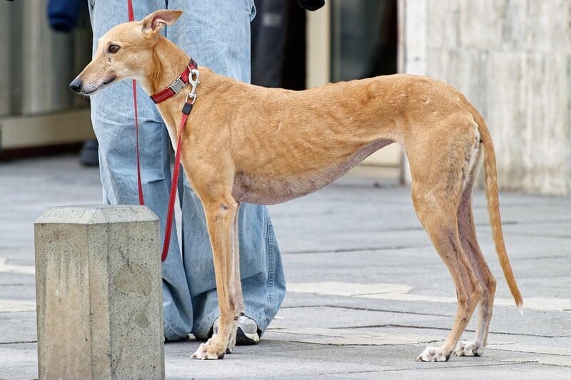 From Comfort to Companionship: The Rise of Robotic Pets in Modern Therapy Practices