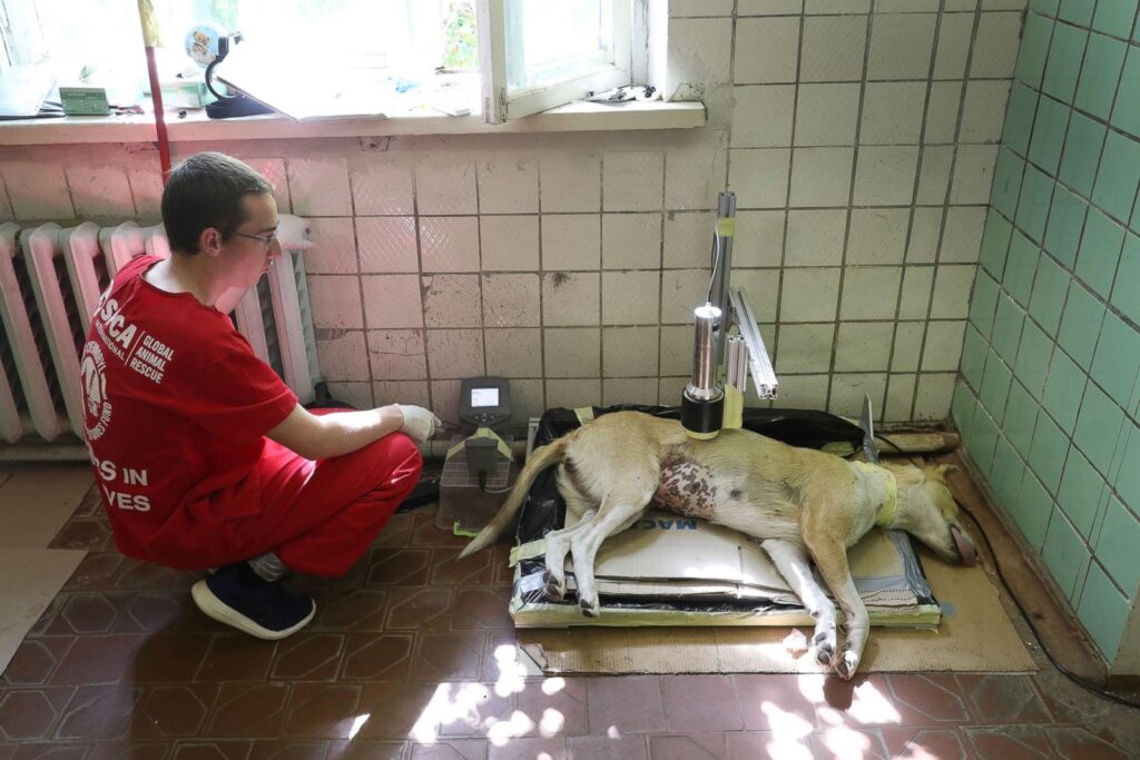 The Dogs of Chernobyl Are Experiencing Rapid Evolution, Study Suggests