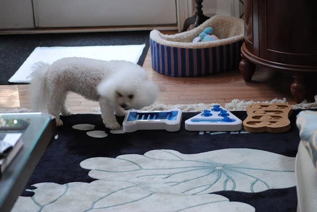 Dogs vs Cats: The Ultimate Battle Decided by 28 Scientific Studies