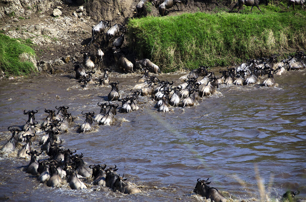 What Happens When You Remove the Alpha: 24 Shocking Pack Dynamics Scientists Discovered