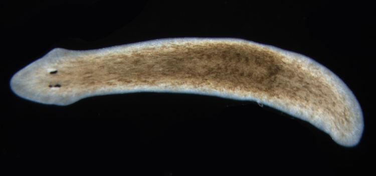 Why Some Animals Age Backwards and Get Younger Every Year