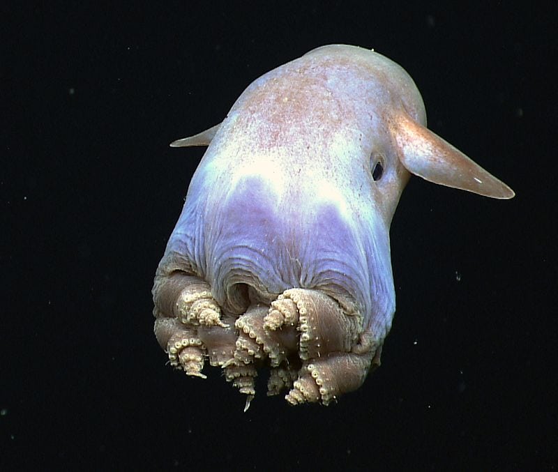 Breakthrough in Marine Biodiversity: Researchers Uncover New Species in Pacific Abyss