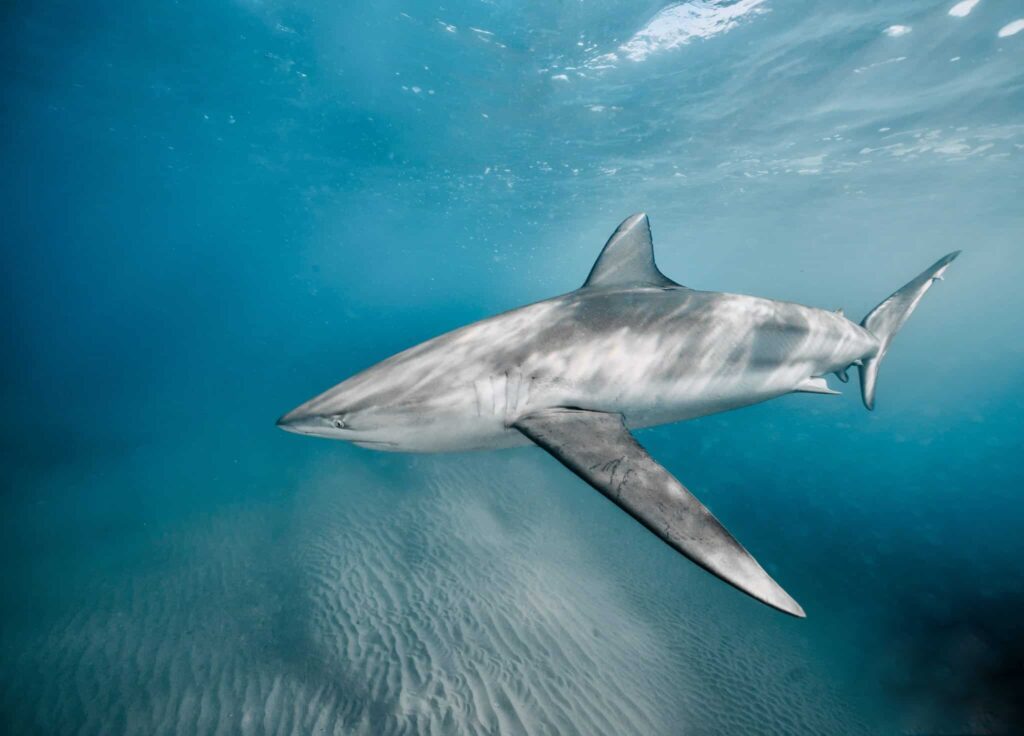 Do Sharks Make Sounds? 21 Mind-Blowing Facts About This Accidental Discovery