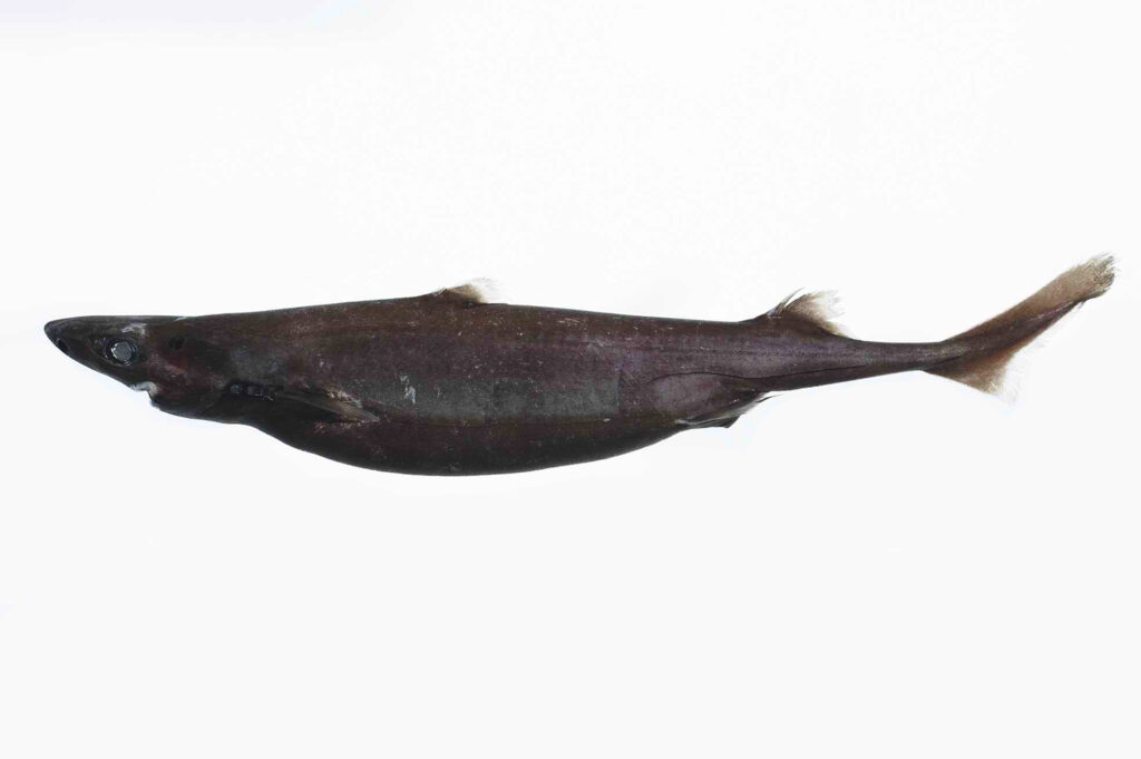 38 Bizarre Deep-Sea Creatures Scientists Discovered in the Last Decade