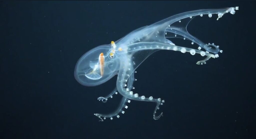 38 Bizarre Deep-Sea Creatures Scientists Discovered in the Last Decade