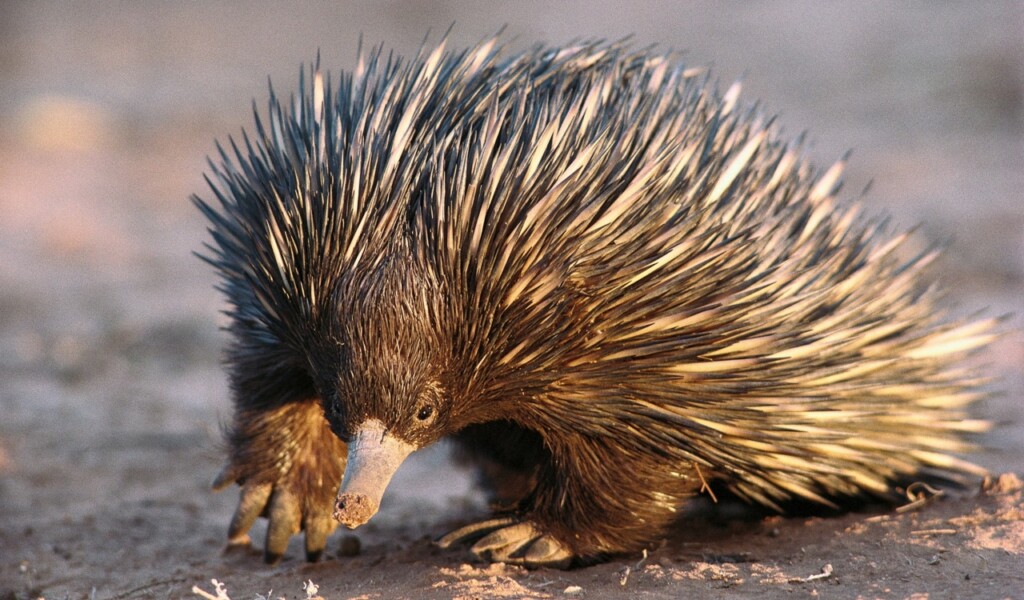 Forget Marvel—These Real Animals Have Rear Superpowers