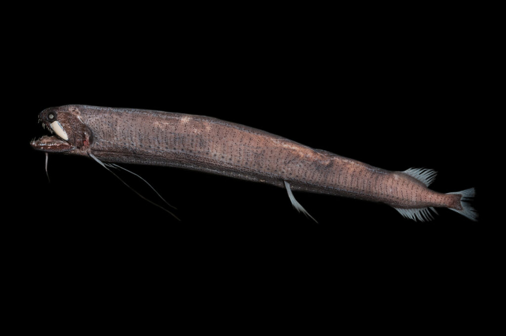 38 Bizarre Deep-Sea Creatures Scientists Discovered in the Last Decade