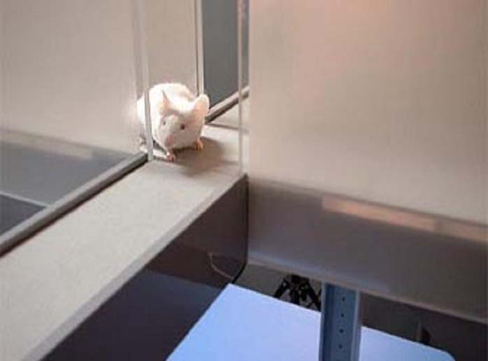 Animal Intelligence Will Blow Your Mind — 34 Incredible Facts About How Smart Pets Really Are