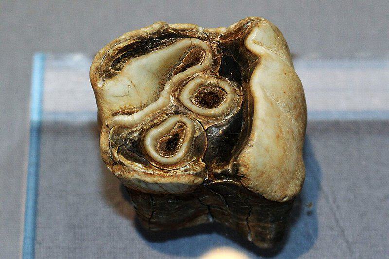 Woolly Rhino Remains Discovered in Alaska