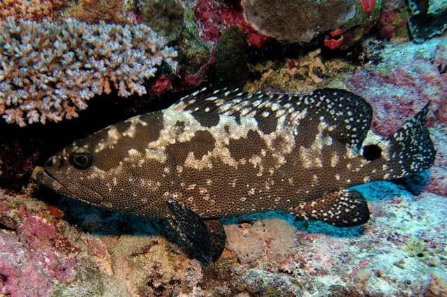 The Great Barrier Reef’s Chemical Conversations: How Coral, Fish, and Algae Talk Underwater