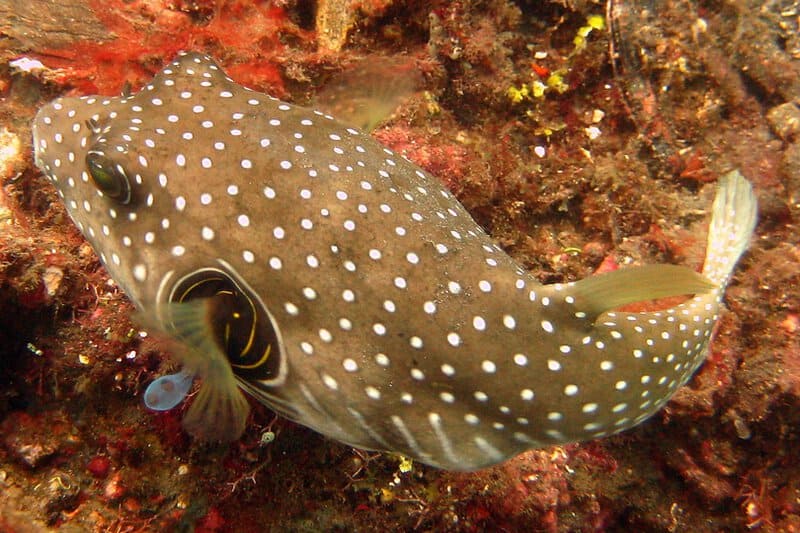 30 Animals That Create Art for Pure Aesthetic Pleasure