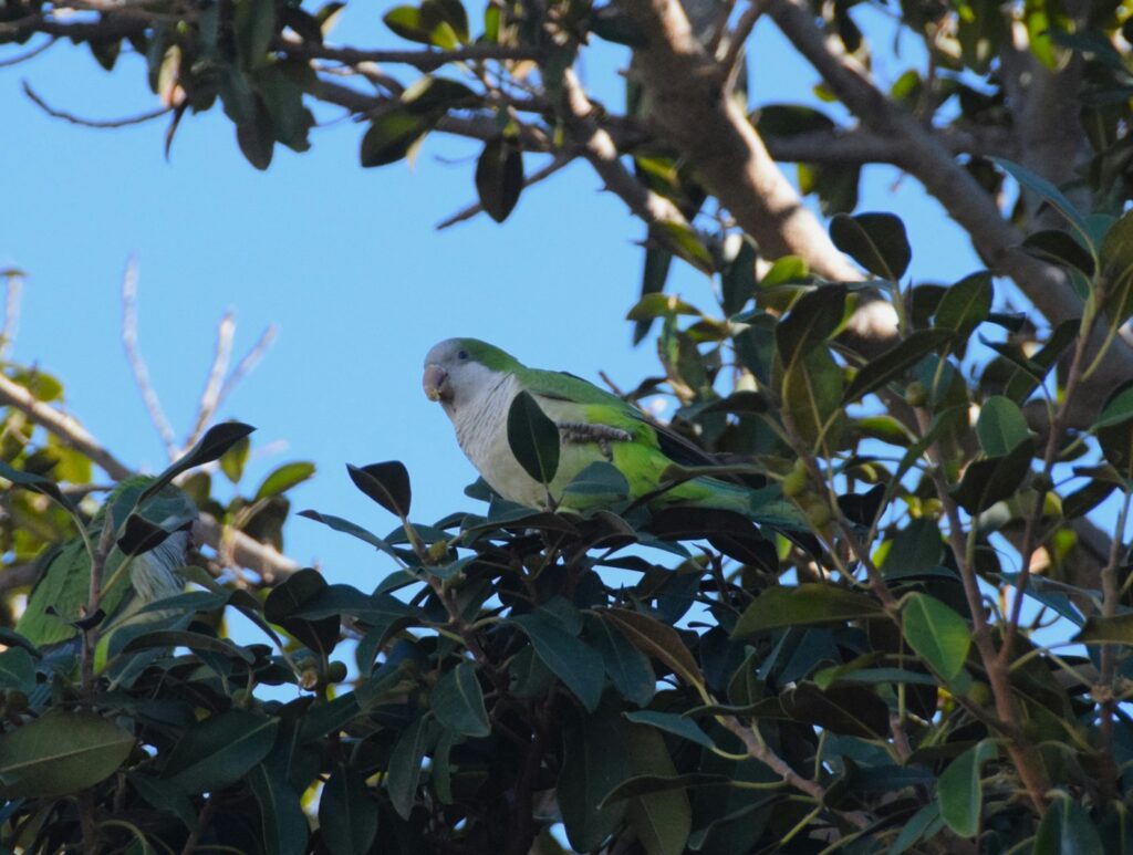 10 Types of Birds That Make Perfect Pets, and 15 You Should Leave in the Wild