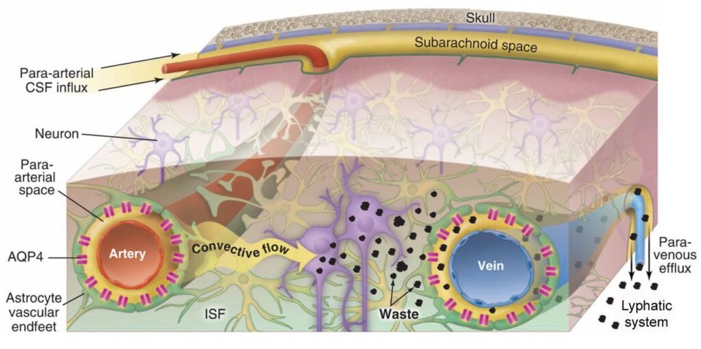 While you sleep, your body performs miracles: 23 overnight processes that keep you alive