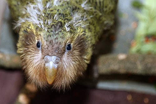 10 Types of Birds That Make Perfect Pets, and 15 You Should Leave in the Wild