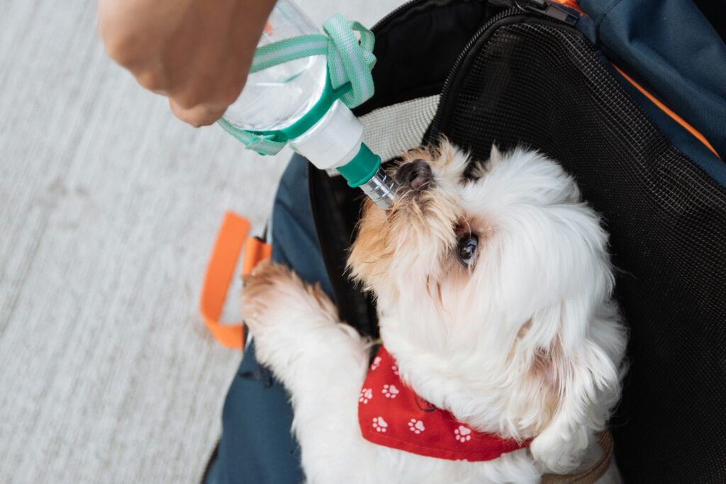The Ultimate Guide to Pet Safety: Must-Have Gadgets for Modern Dog Owners