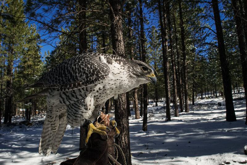 10 Types of Birds That Make Perfect Pets, and 15 You Should Leave in the Wild