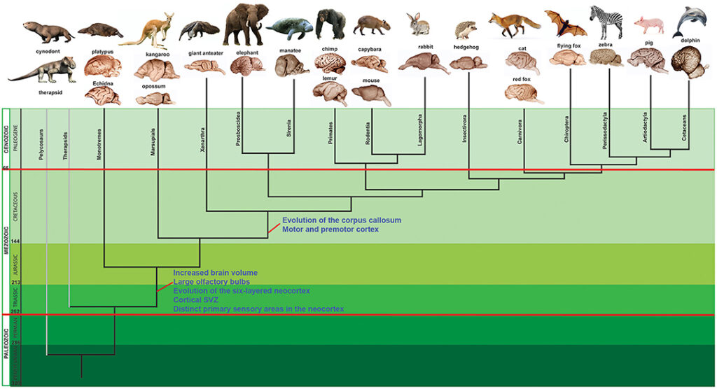 The Lab Accident That Changed Everything We Know About Human Evolution