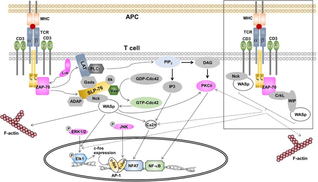 Gene Therapy Will Cure the Incurable: 30 Genetic Diseases with Expiration Dates