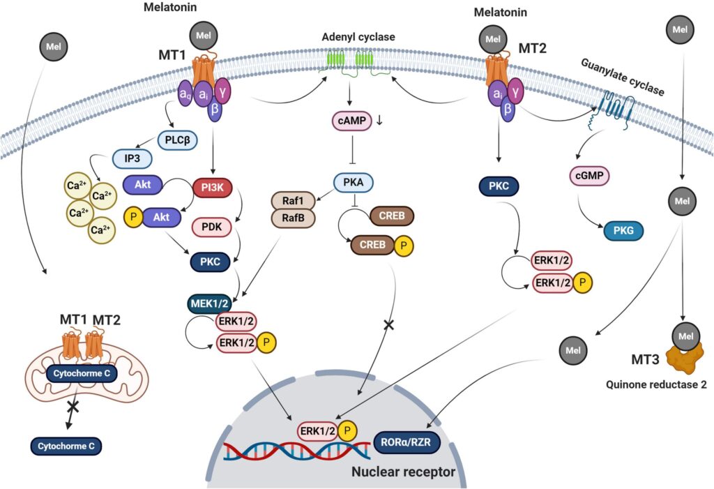 While you sleep, your body performs miracles: 23 overnight processes that keep you alive