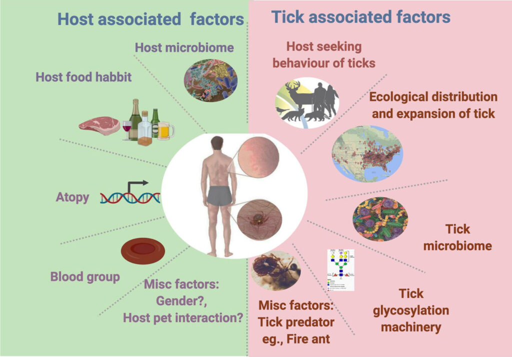 Shocking Discovery: Multiple Tick Species Can Trigger Deadly Red Meat Allergy — 25 Critical Facts That Could Save Your Life