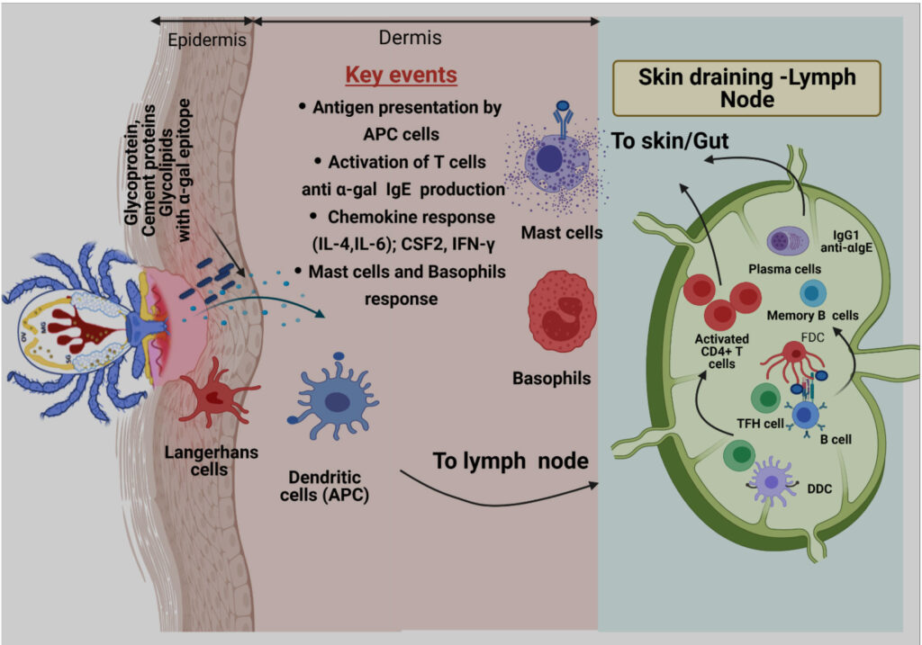 Shocking Discovery: Multiple Tick Species Can Trigger Deadly Red Meat Allergy — 25 Critical Facts That Could Save Your Life