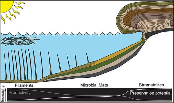 Scientists Are Stunned: Complex Life on Earth May Be Far More Ancient Than Believed