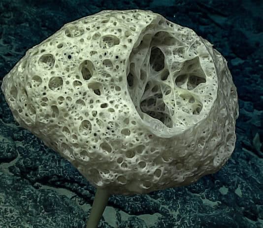38 Bizarre Deep-Sea Creatures Scientists Discovered in the Last Decade
