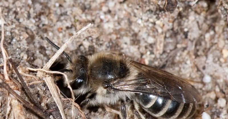 26 Real Reasons Why Bee Colonies Are Collapsing (It&#8217;s Not What You Think)