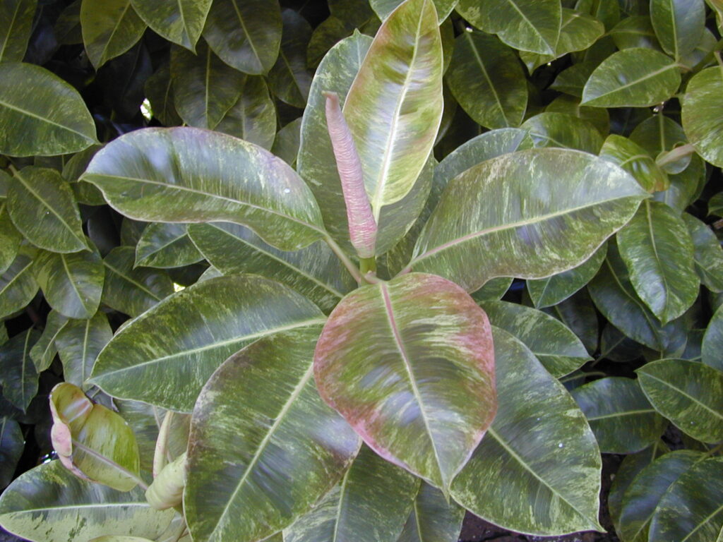 28 Houseplants You Can Grow from Cuttings