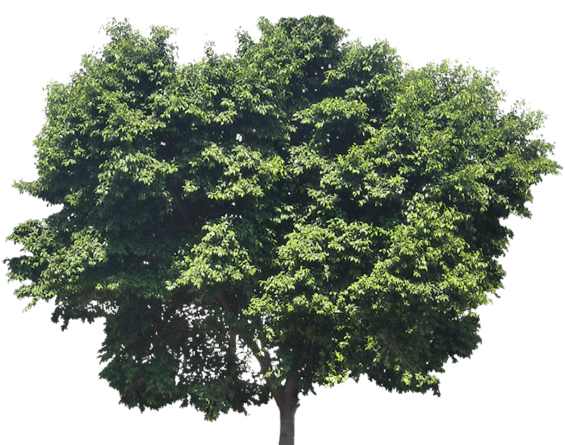 24 Houseplants That Actually Clean Your Air (Most Don&#8217;t Do Anything)