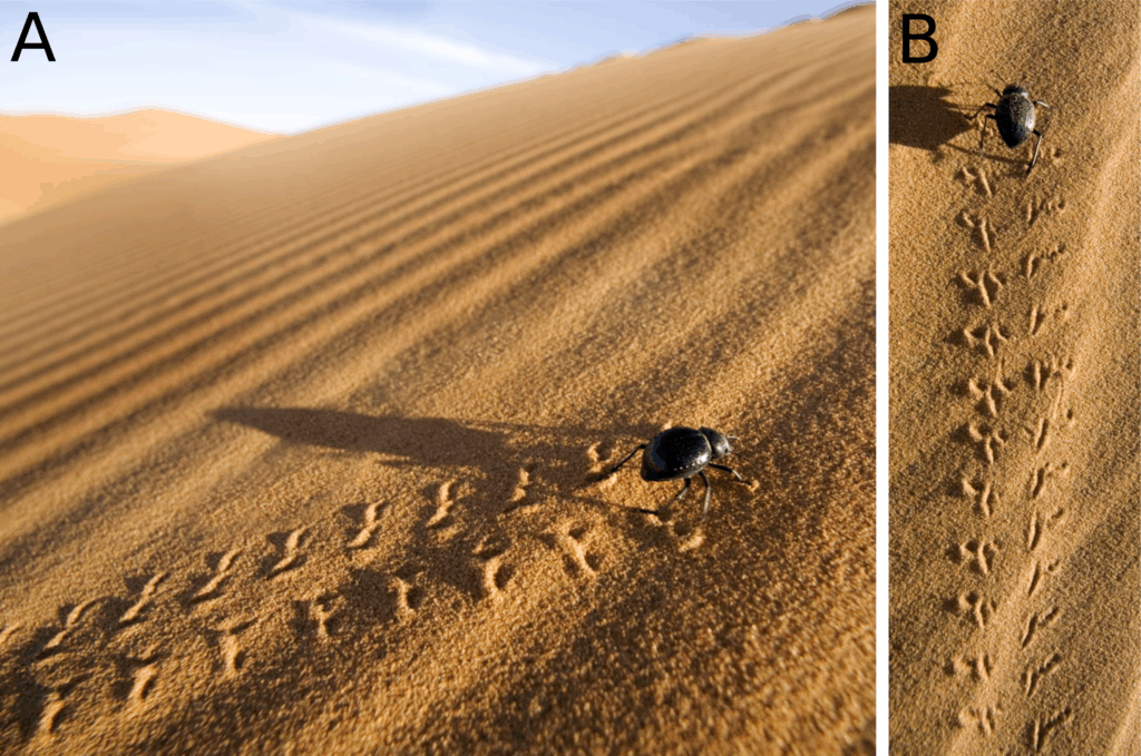 The Amazing World of Insects: 33 Shocking Truths About the World&#8217;s Most Abundant Animals