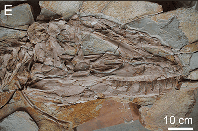 8 Newly Unearthed Dinosaur Fossils That Challenge Prevailing Theories in Paleontology