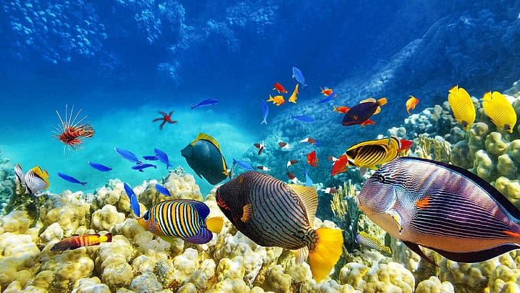 The Great Barrier Reef’s Chemical Conversations: How Coral, Fish, and Algae Talk Underwater