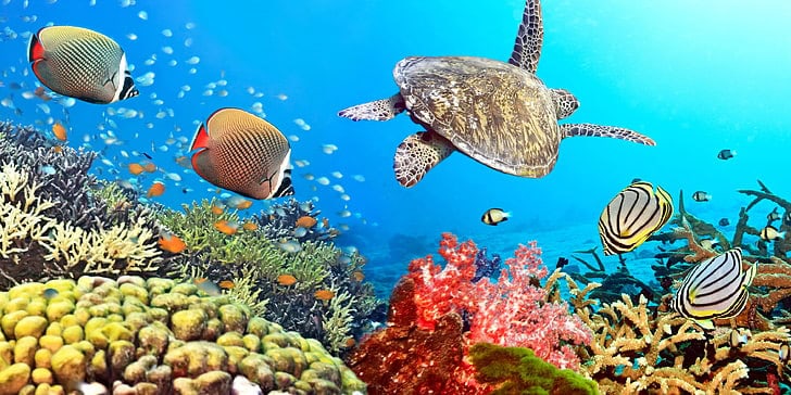 The Great Barrier Reef’s Chemical Conversations: How Coral, Fish, and Algae Talk Underwater